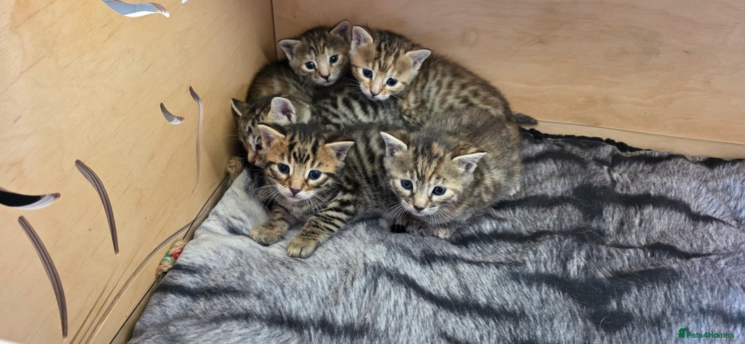Bengal cats for sale: 5 Gorgeous Bengal/Cross kittens - Image 3