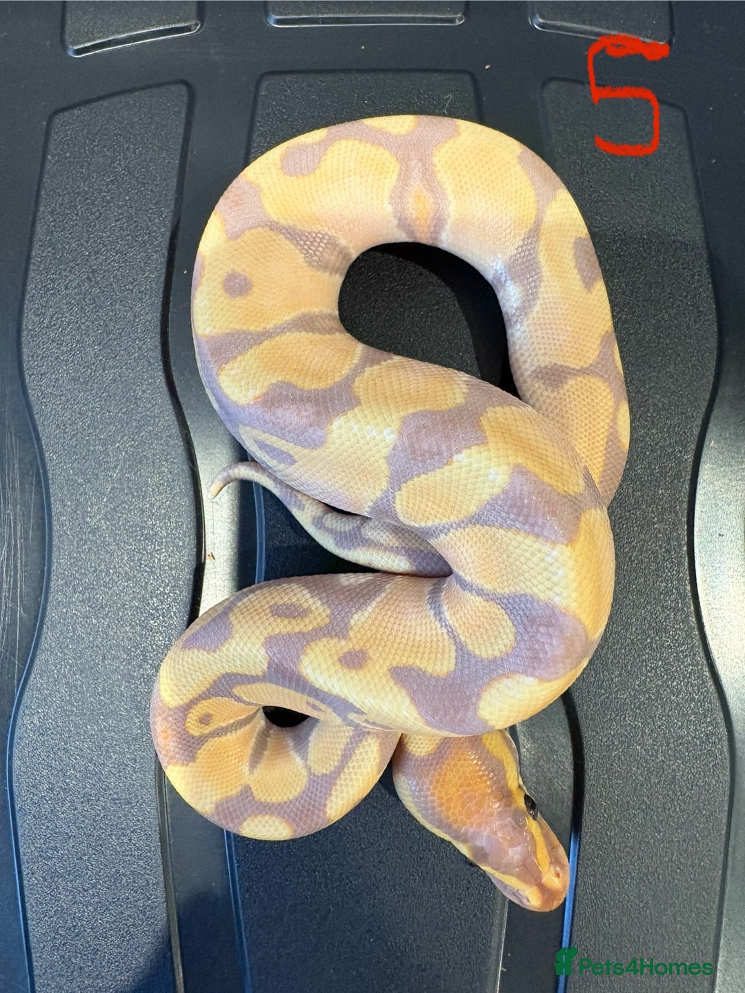 Python Snake reptiles for sale: Royal python - Advert 5