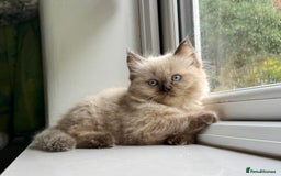 Ragdoll cats for sale: Loving Ragdoll kittens - Image 4