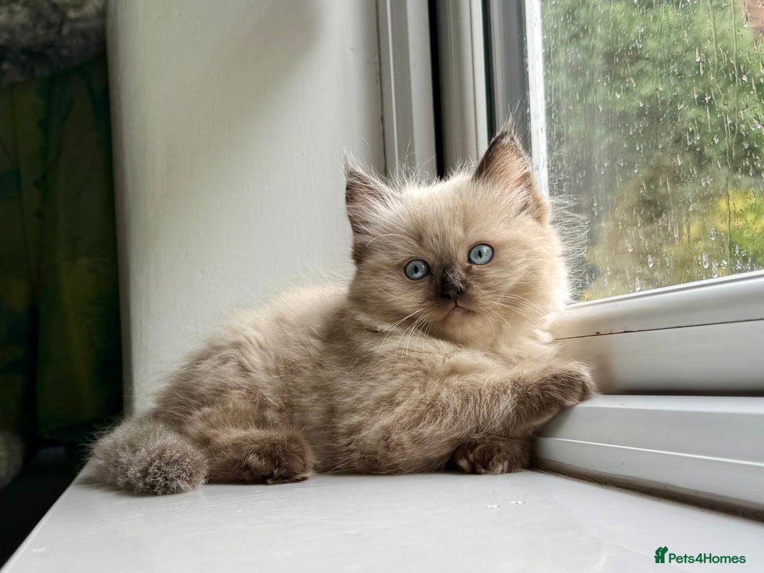Ragdoll cats for sale: Loving Ragdoll kittens - Image 4