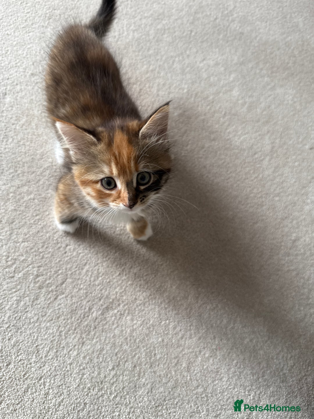 Mixed Breed cats for sale: Tortoiseshell Girl  - Image 1