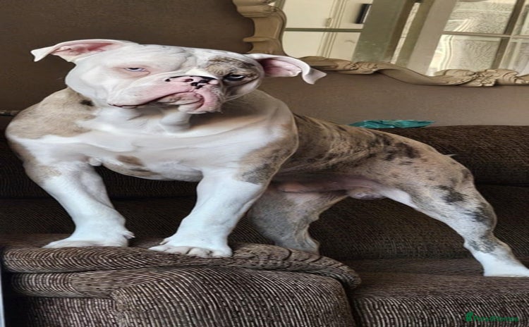 Old Tyme Bulldog dogs - Advert 1