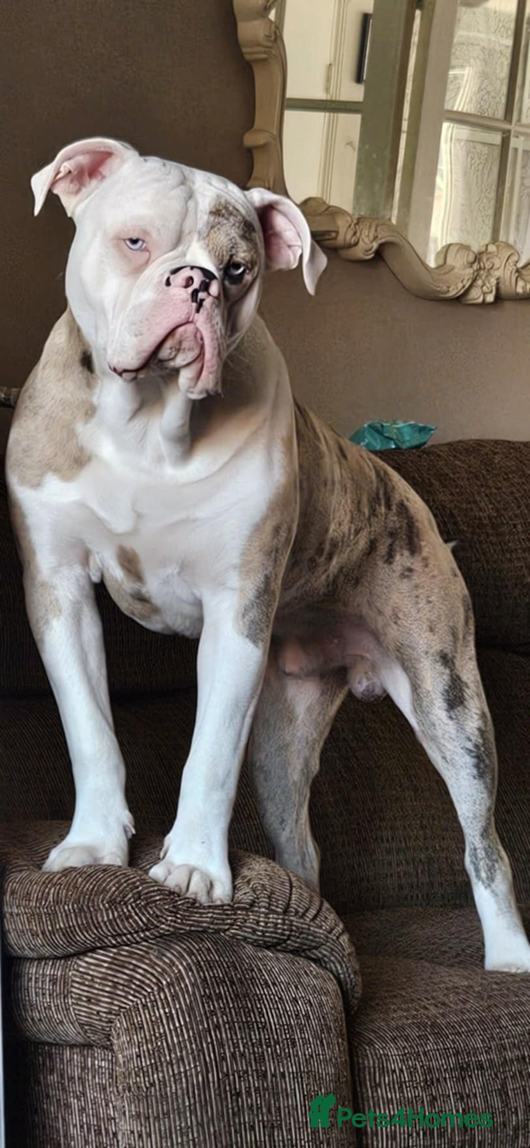Old Tyme Bulldog dogs for sale: Rambo - Image 1