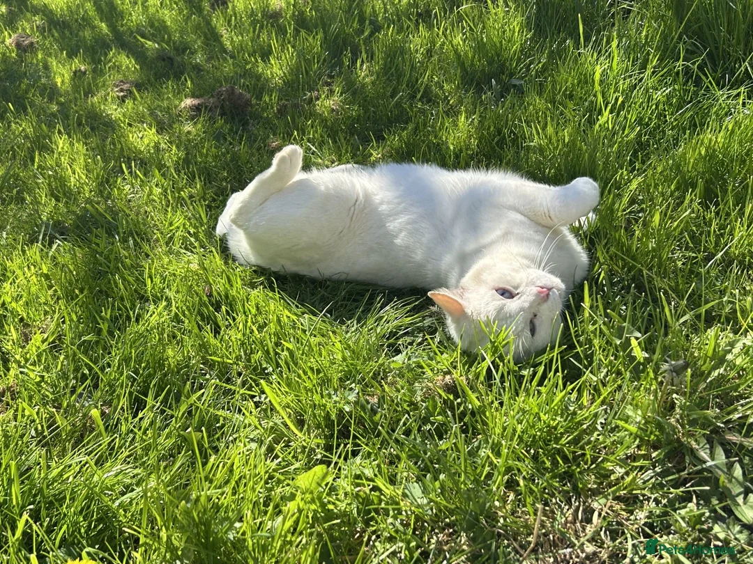 Domestic Shorthair cats for sale: Binky - Advert 3