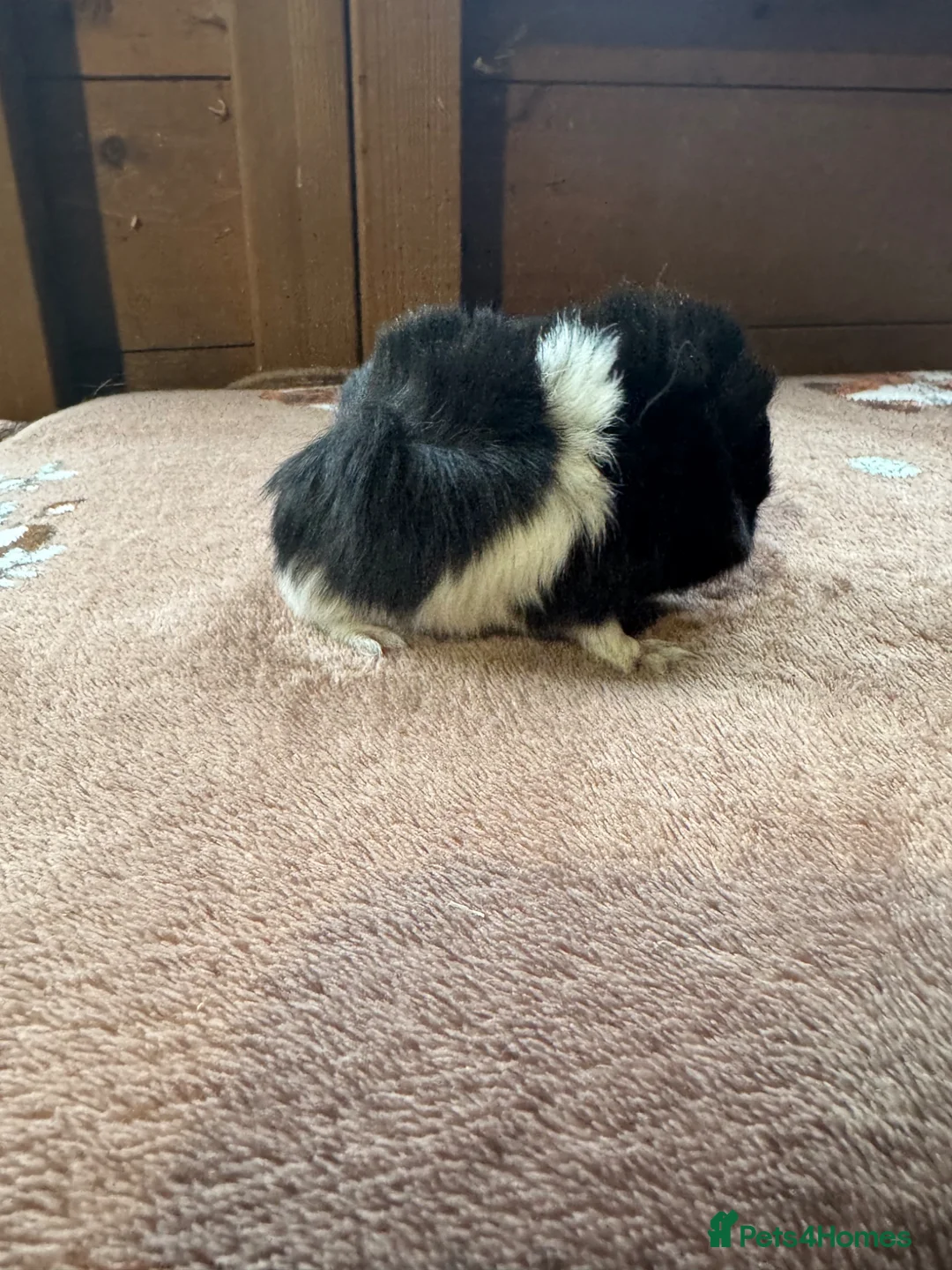 Guinea Pig rodents for sale: Baby Guinea Pigs  - Advert 2