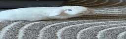 Mini Lop rabbits for sale: Mini lop Rabbits(Pair) in Dundee - Advert 2