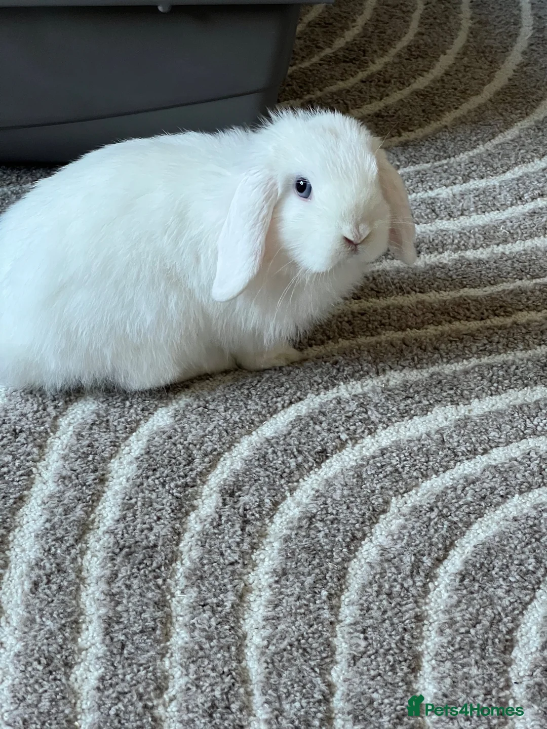 Mini Lop rabbits for sale: Mini lop Rabbits(Pair) in Dundee - Advert 2