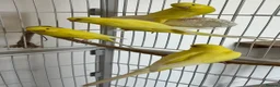 Budgerigars birds for sale: Lutino baby budgies  - Advert 5