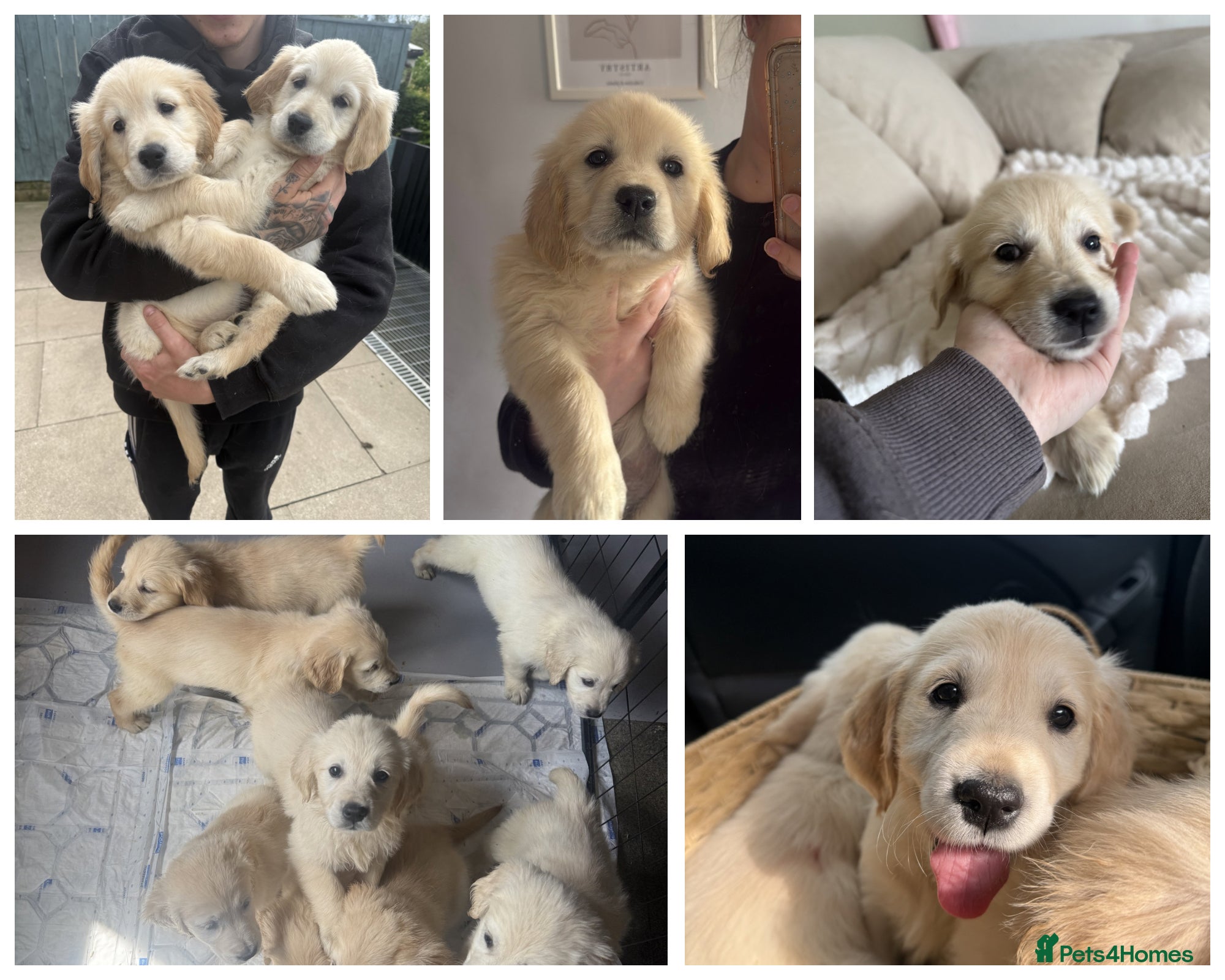 Golden Retriever dogs LAST GIRL AVAILABLE- Stunning Golden Retrievers♥️  - Advert 17