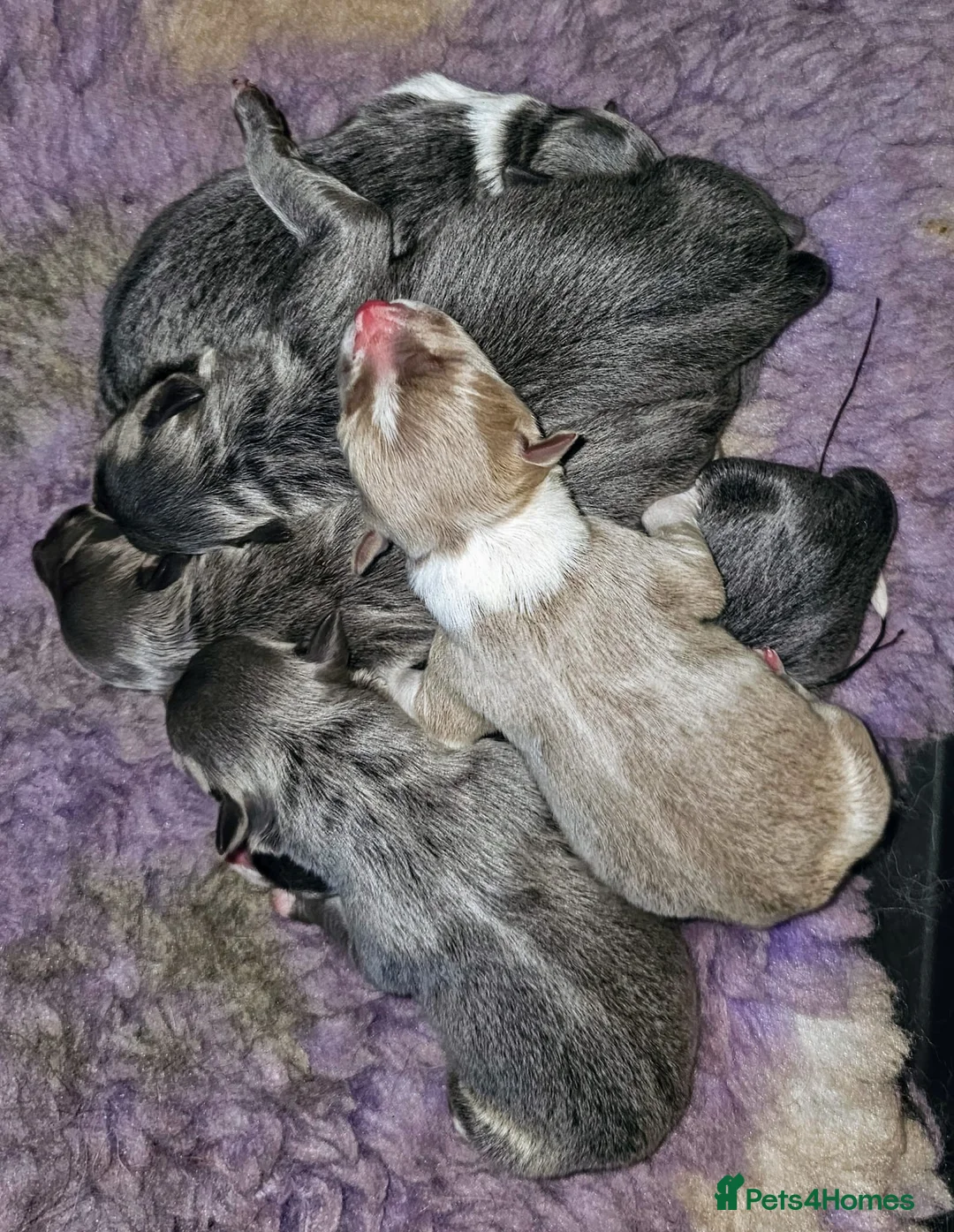 Border Collie dogs for stud: Stunning Proven Blue Tricolour Border Collie Stud in Hull - Advert 4