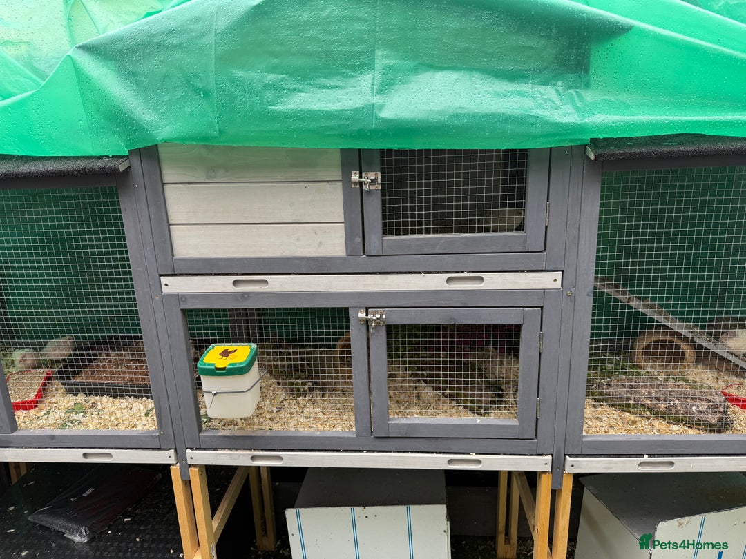 Quail poultry for sale: Full Quail Set-Up with 7 button Quails - Image 3