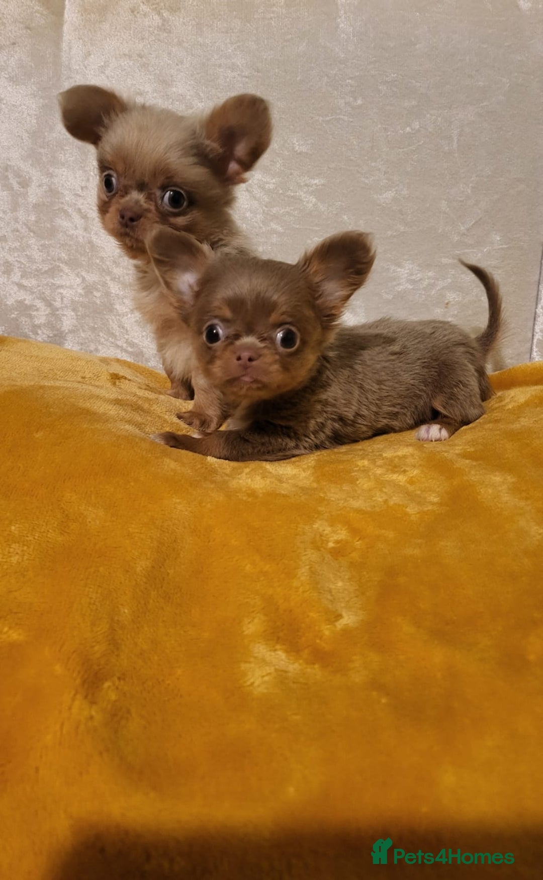 Chihuahua dogs for sale: Beautiful Long-Haired Chihuahua Puppies - Advert 3