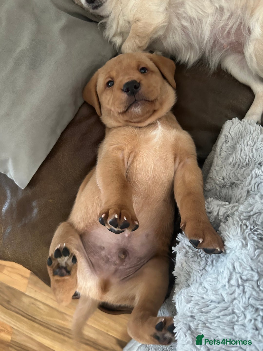 Labrador Retriever dogs for sale: 5 Pedigree KC Reg Fox Red Labs ready NYE  - Advert 3