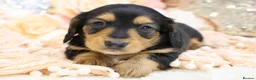 Miniature Dachshund dogs for sale: KC Longhair Miniature Dachshund Puppies - Advert 29