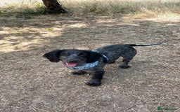 Cocker Spaniel dogs for sale: Cocker spaniel puppies - Advert 1