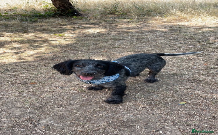 Cocker Spaniel dogs Cocker spaniel puppies - Advert 4