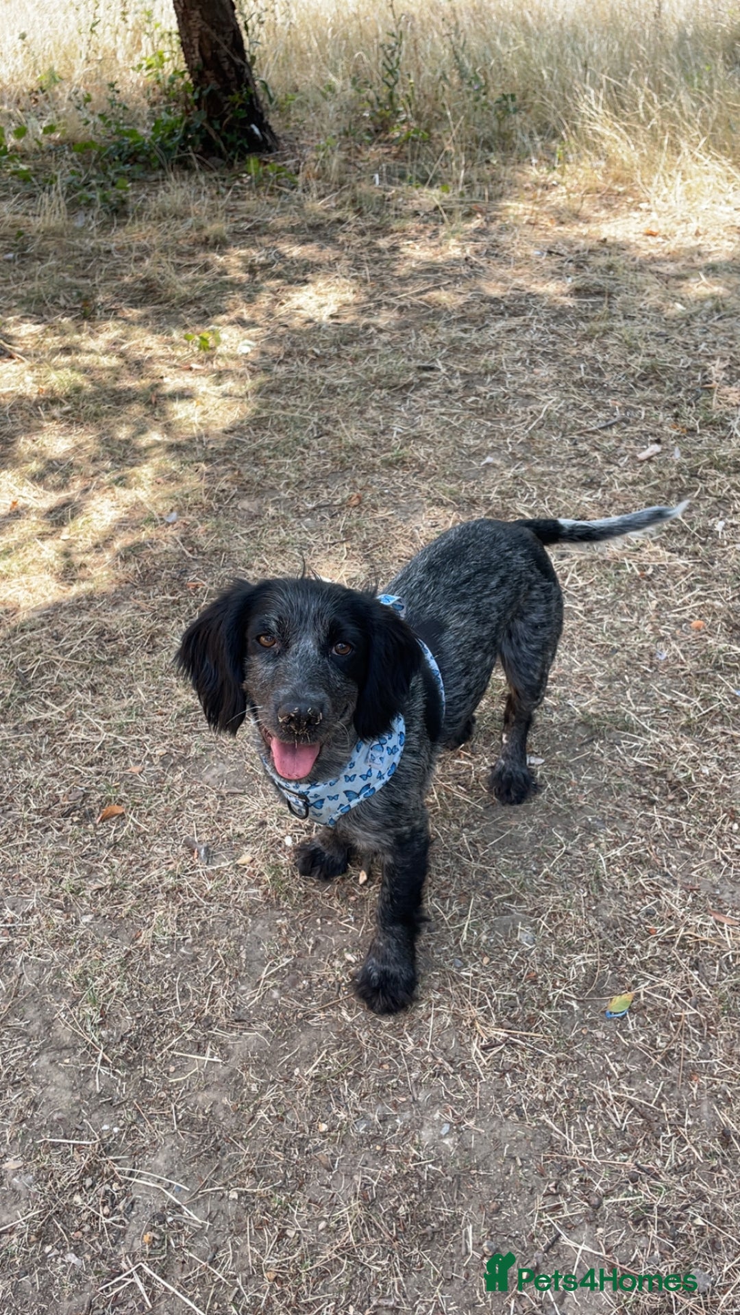 Cocker Spaniel dogs for sale: Cocker spaniel puppies - Advert 1