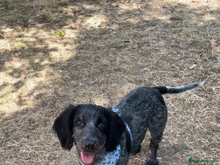 Cocker Spaniel dogs Cocker spaniel puppies - Advert 4