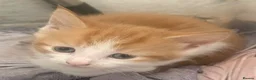 Mixed Breed cats for sale: Beautiful Ragdoll Mixed Breed Kittens - Advert 4