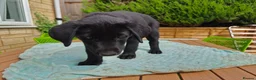 Mixed Breed dogs for sale: Puppies  - Advert 14