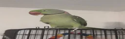 Parrots birds for sale: Alexandrine parrot  in Aylesbury - Advert 3