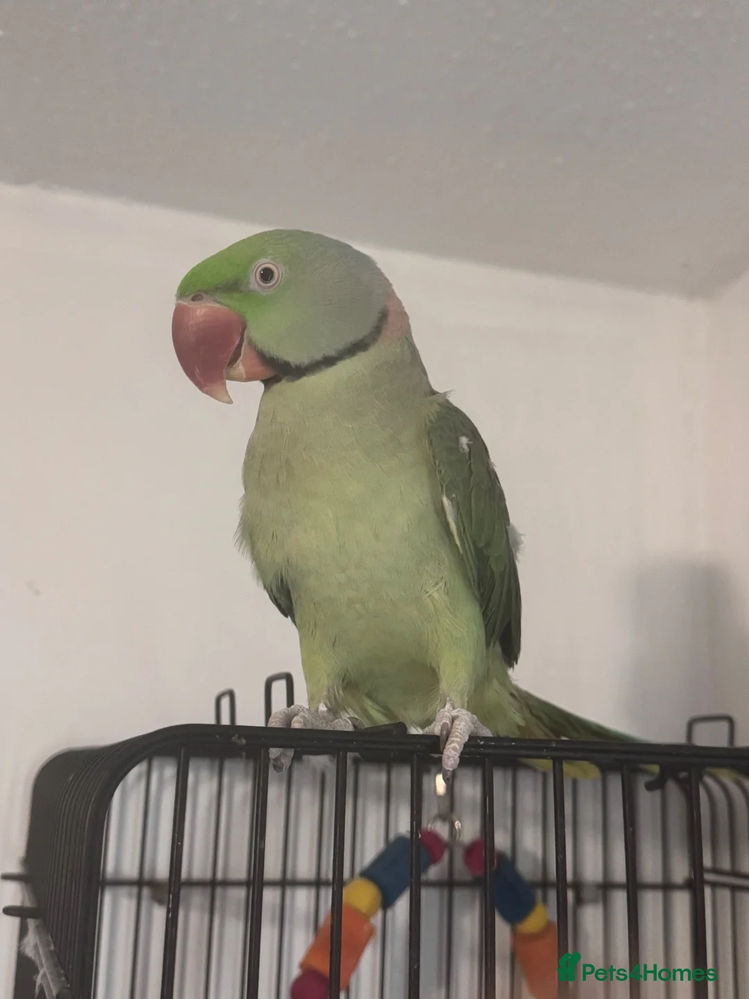 Parrots birds for sale: Alexandrine parrot  in Aylesbury - Advert 3
