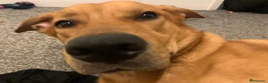 Kodi