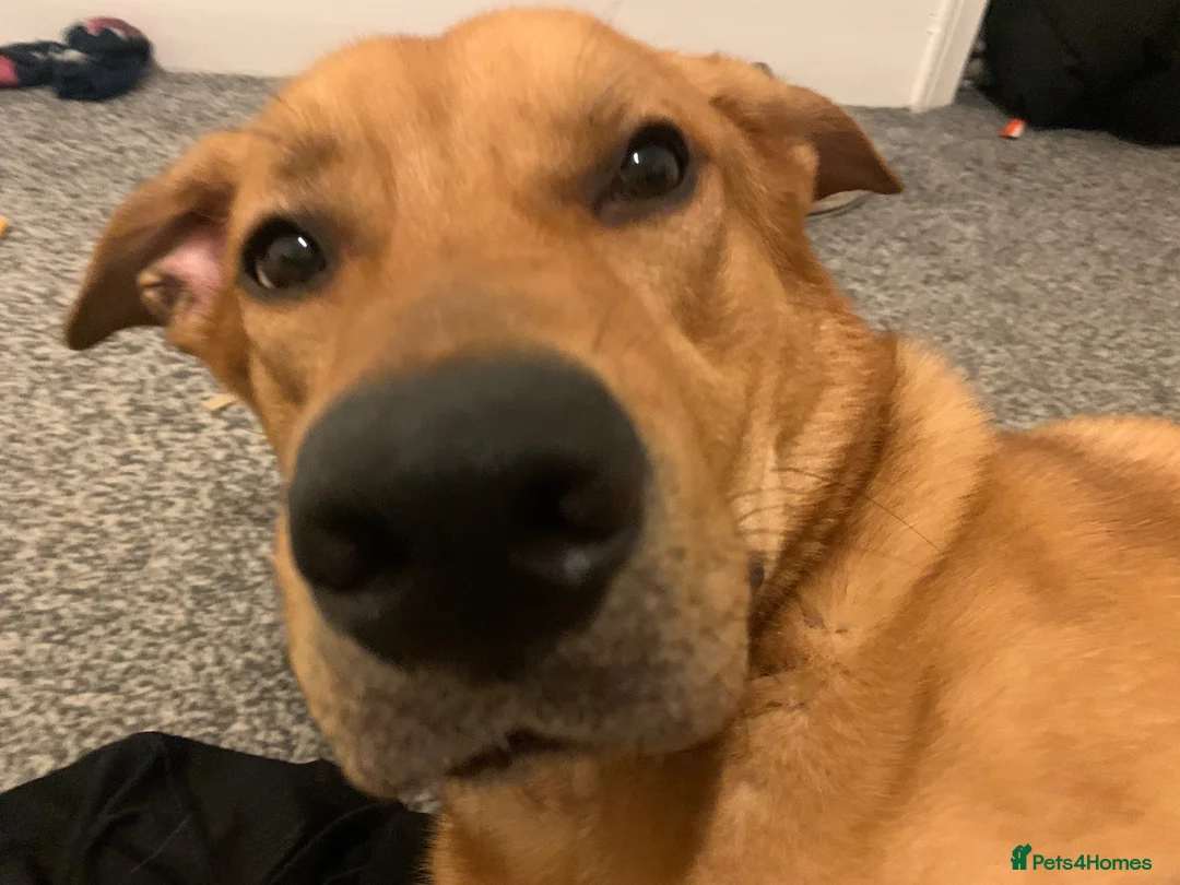 Mixed Breed dogs for sale: Lurcher x Rottweiler  - Advert 1