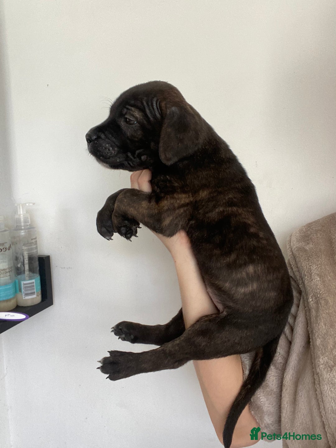 Cane Corso dogs for sale: 🐾 Beautiful Cane Corso Puppies – Ready Soon! 🐾 - Image 8