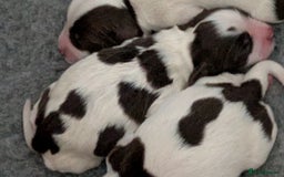 English Springer Spaniel dogs for sale: English Springer spaniel pups - Image 7