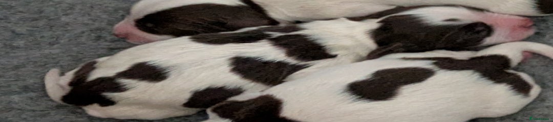 English Springer Spaniel Puppy 3