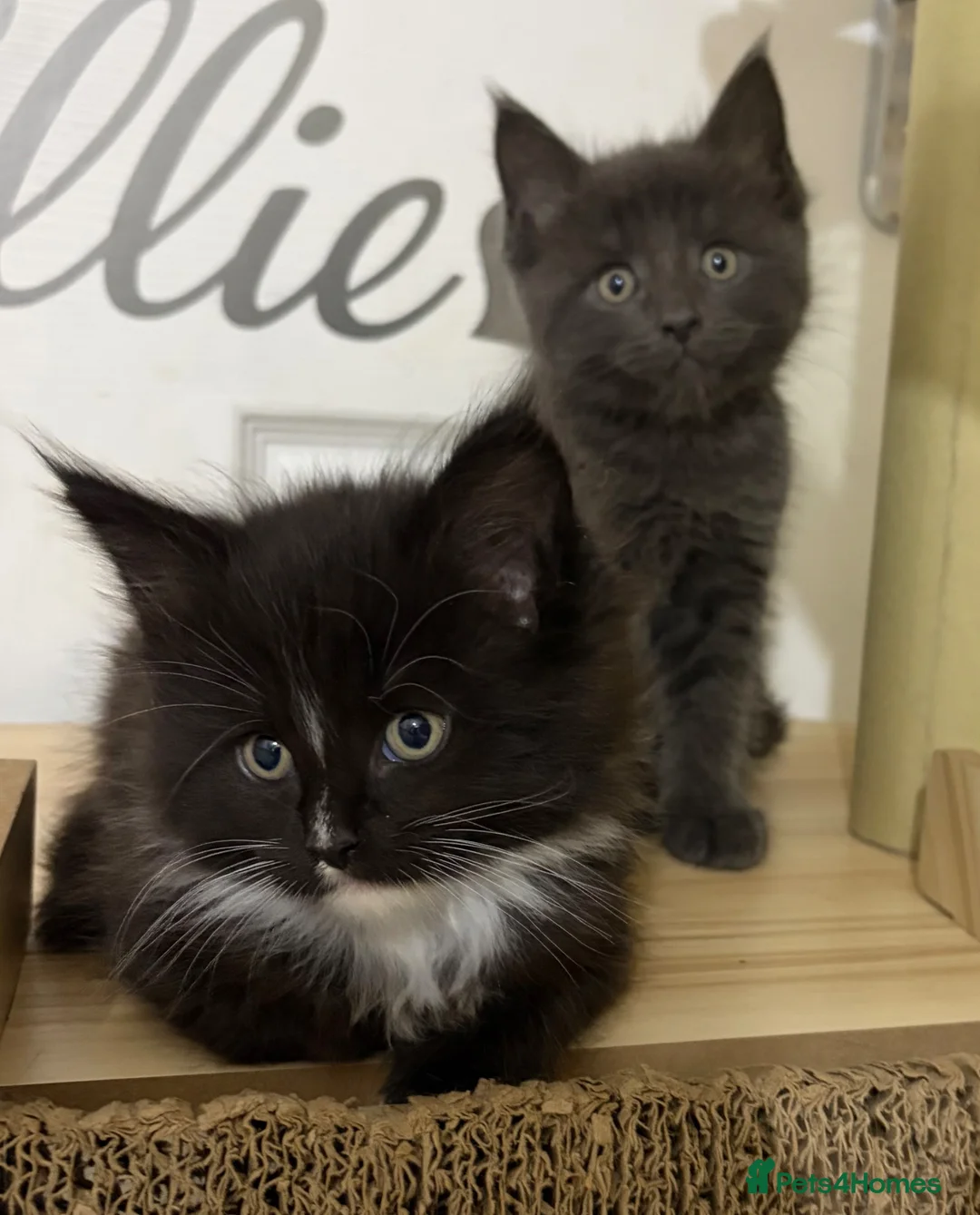 Maine Coon cats for sale: XL champion Russian Maine coon X GCCF British blue - Advert 1