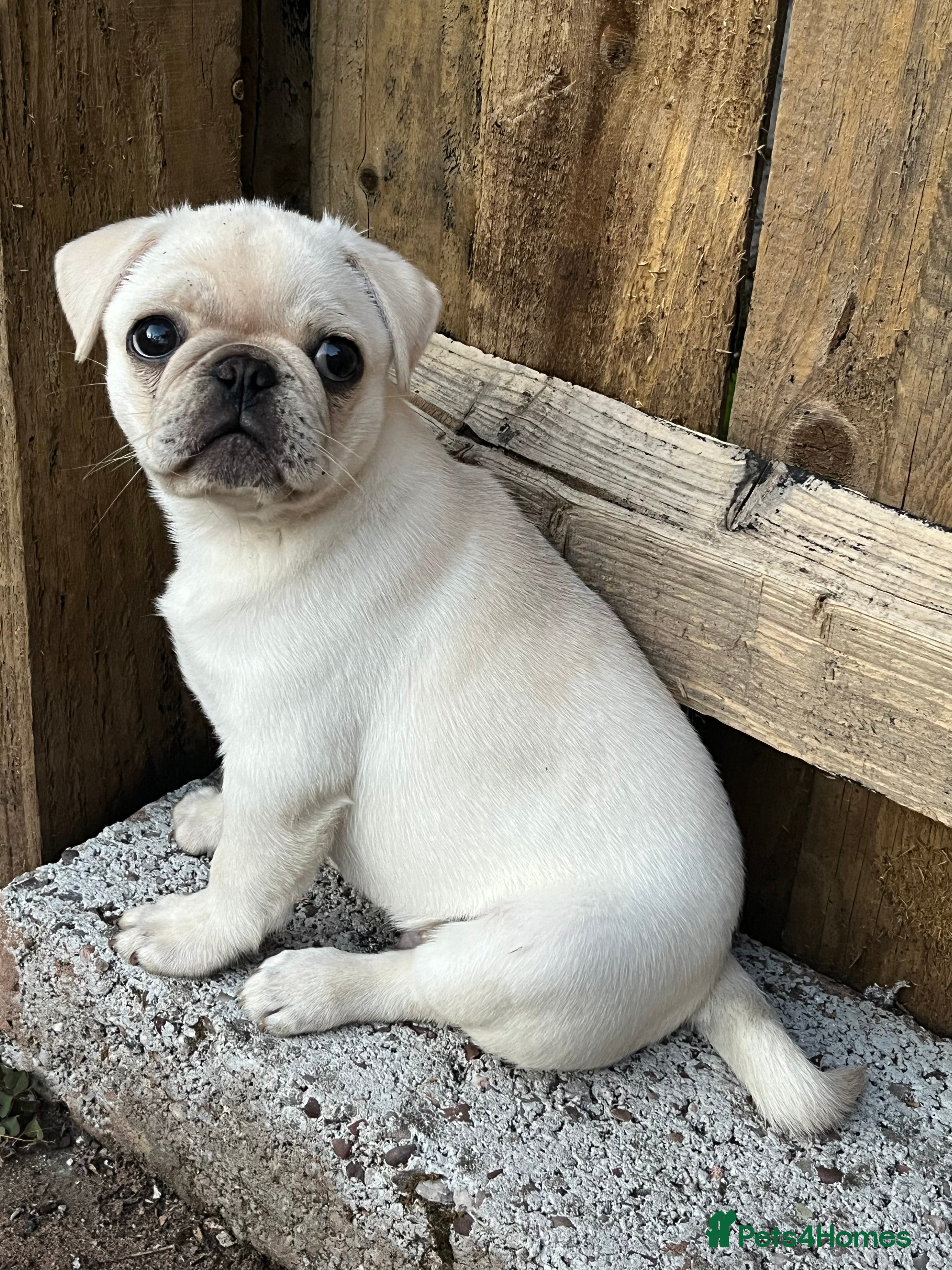 Pug dogs Beautiful pug boy  - Advert 1