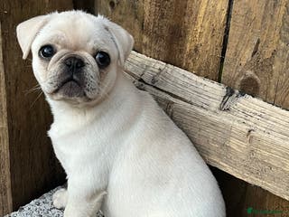 Pug dogs Beautiful pug boy - Advert 10