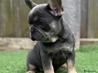 French Bulldog dogs 💗 Lilac & Tan 💗 - Advert 1