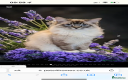 Ragdoll cats for sale: Beautiful rare blue and chocolate lynx Ragdolls  - Image 7