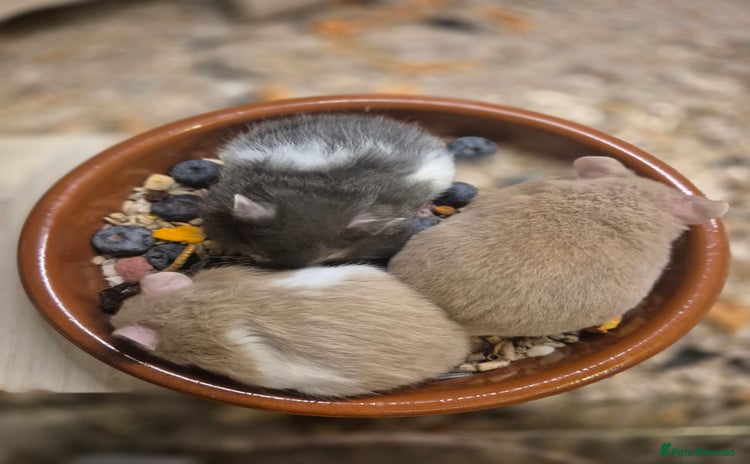 Hamster rodents Mink and sable banded syrian hamster pups - Advert 14