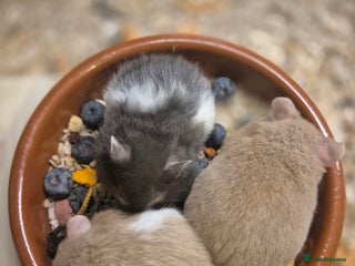 Hamster rodents Mink and sable banded syrian hamster pups - Advert 23