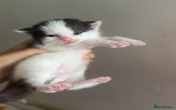 Mixed Breed cats for sale: 5 Beautiful Black & White Kittens Available  - Image 24