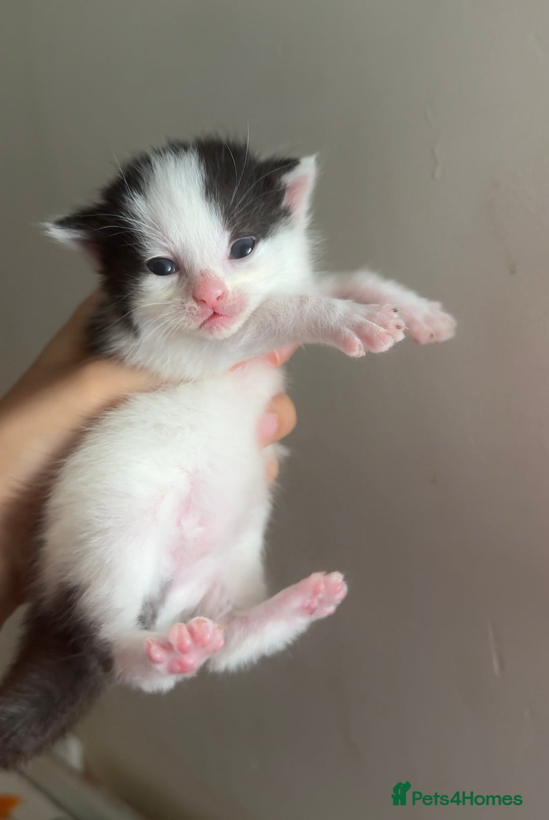 Mixed Breed cats for sale: 5 Beautiful Black & White Kittens Available  - Image 24