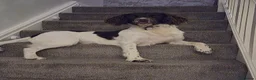 English Springer Spaniel dogs for stud: **DOMINO** FOR STUD DUTIES - Advert 3