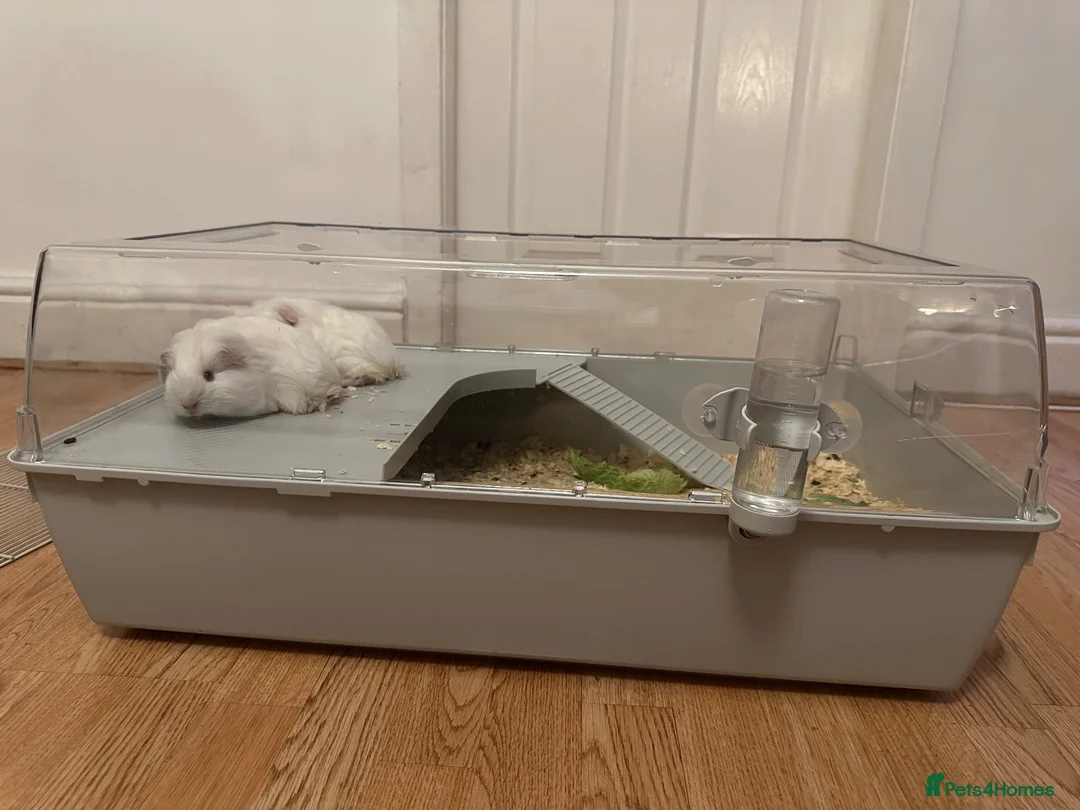 Guinea Pig rodents for sale: 2 pink eyed guinea pigs  - Advert 2
