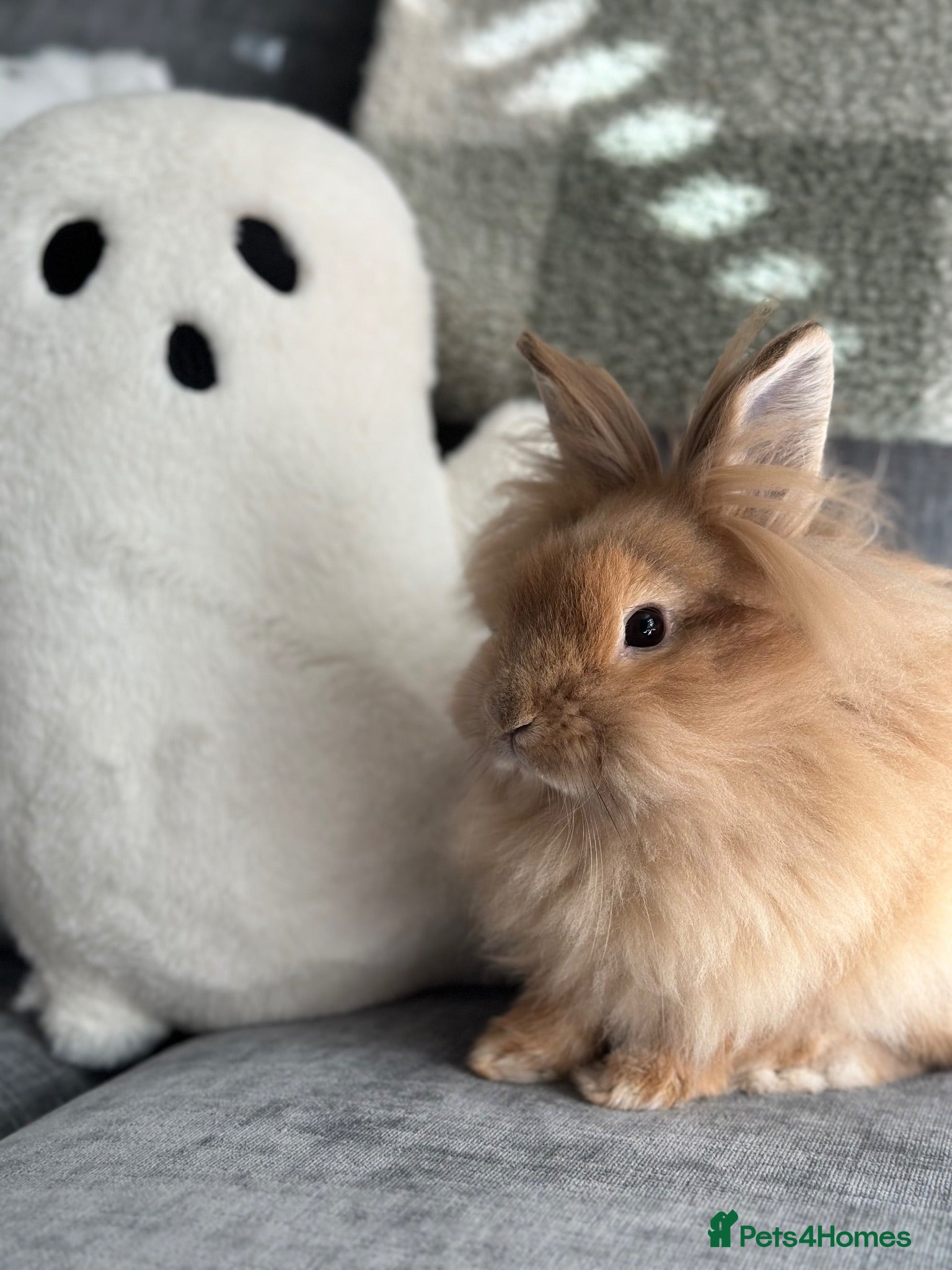 Lionhead rabbits Simba mini double maned lion head  - Advert 1