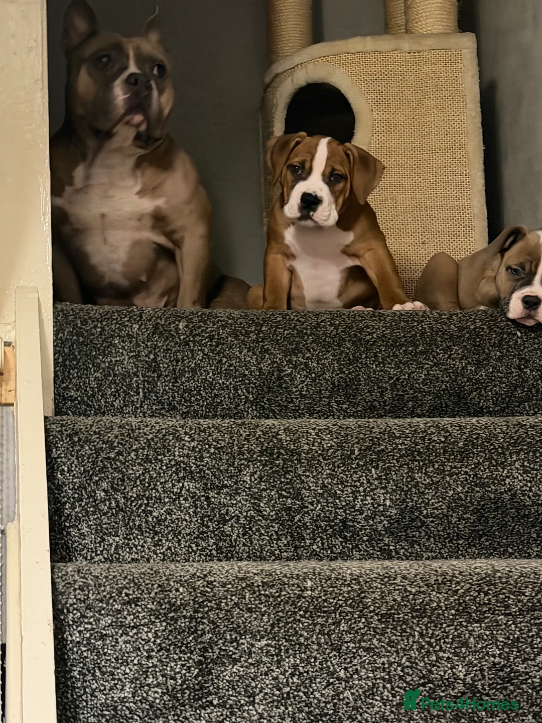 Mixed Breed dogs for sale: Pocket Bully / American Bully - Advert 19