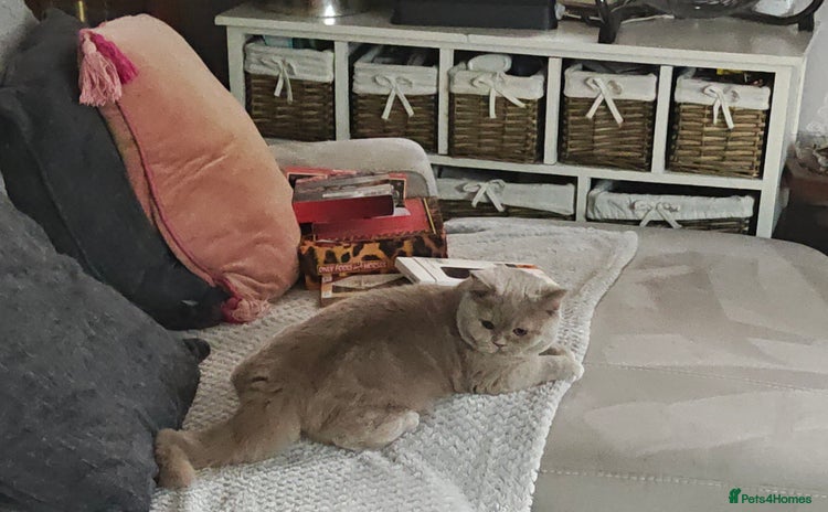 British Shorthair cats - Advert 5