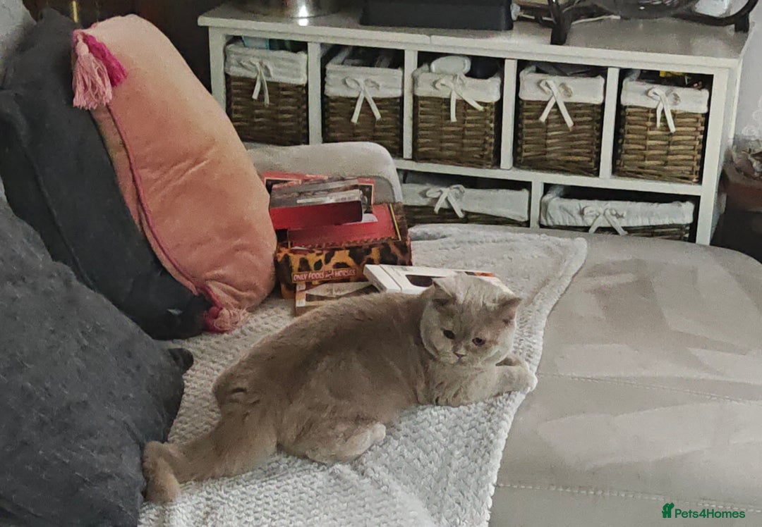 British Shorthair cats for sale: Fawn male Shorthair Tica  - Image 8