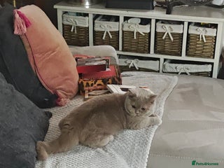 British Shorthair cats - Advert 4