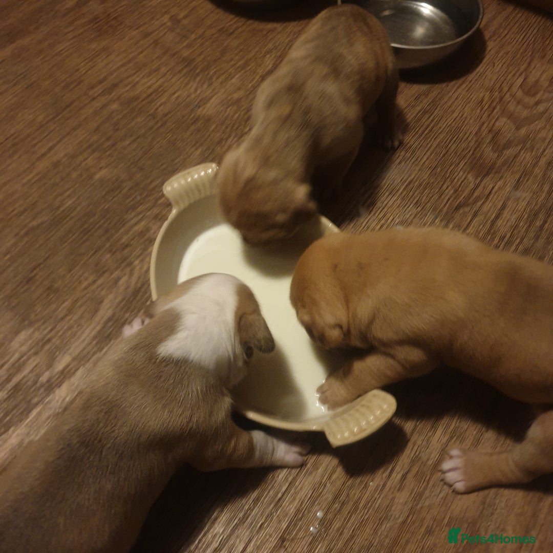 Mixed Breed dogs for sale: Boxer/Staff/Cane Corso Puppies for Sale - Advert 34