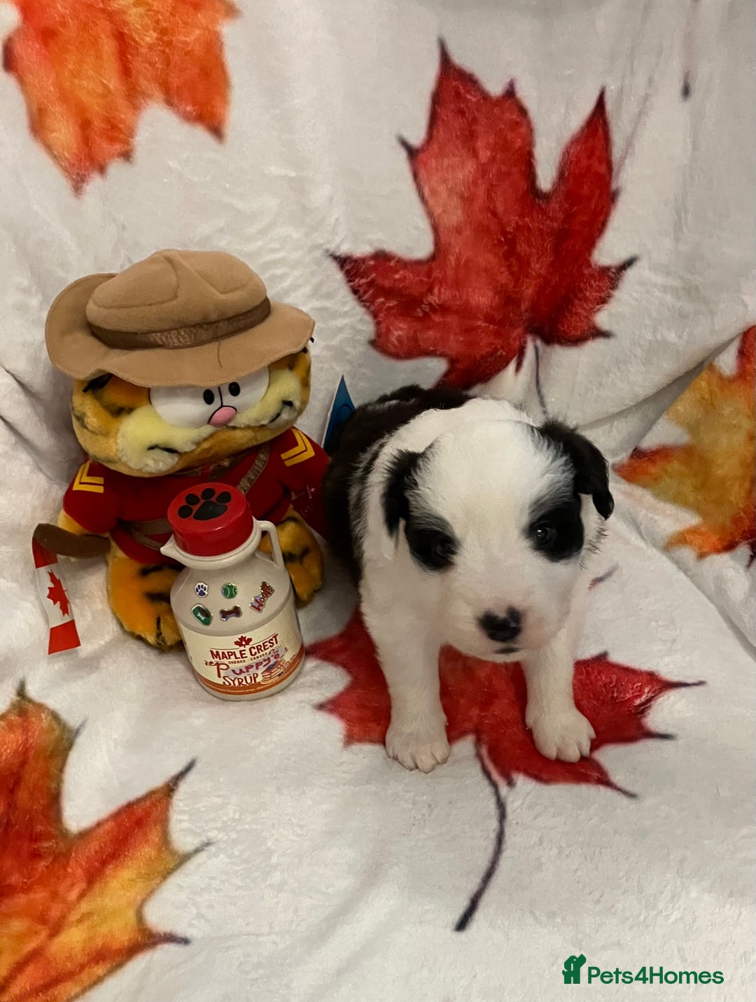 Border Collie dogs for sale: KC reg Border Collie Puppies - Advert 7