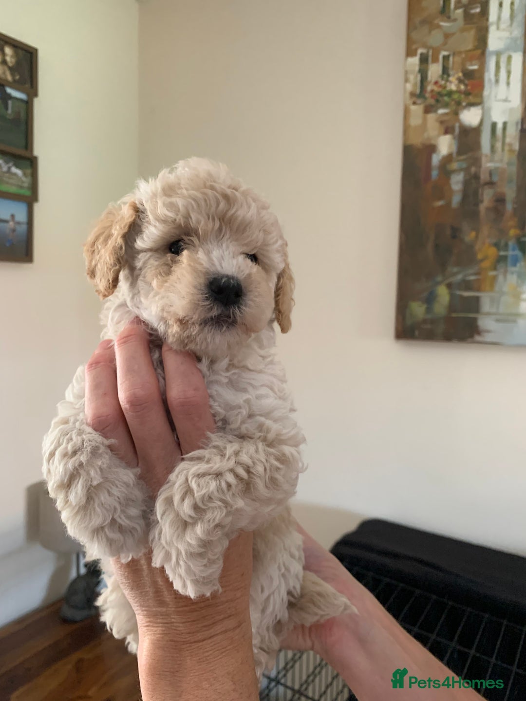 Mixed Breed dogs for sale: Mini/Toy Poodle pups - Image 7